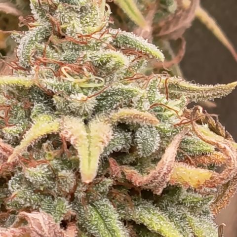 Pink Runtz  growlog timeline photo