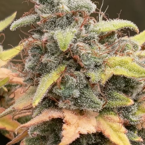 Fat Gorilla  growlog timeline photo