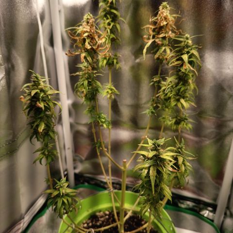 Royal Runtz  growlog timeline photo