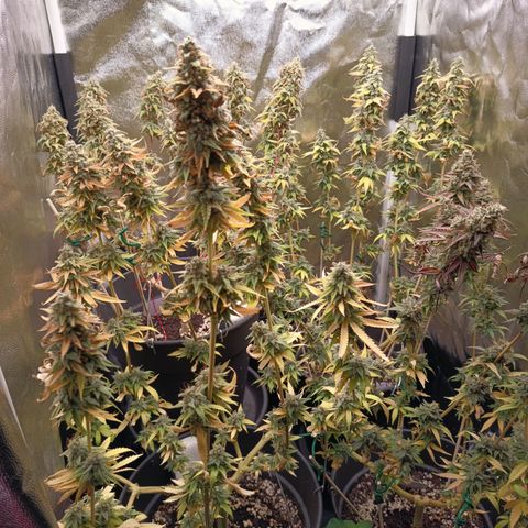Fat Gorilla  growlog timeline photo