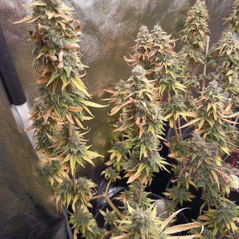 Fat Gorilla  growlog timeline photo