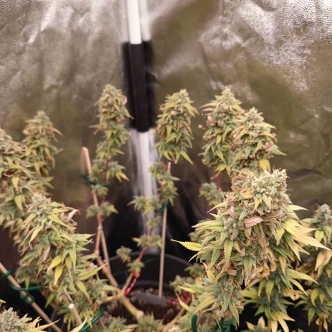 Pink Runtz  growlog timeline photo