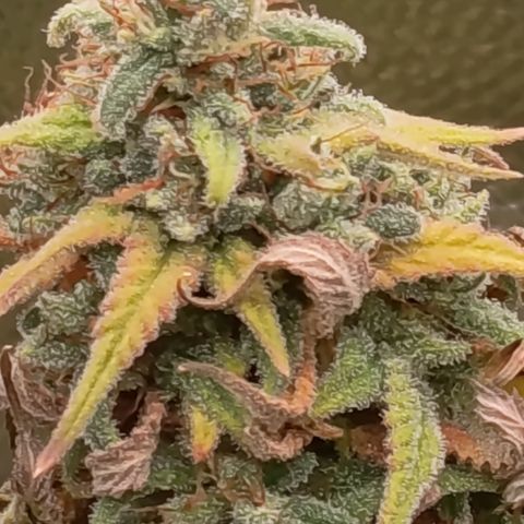 Pink Runtz  growlog timeline photo