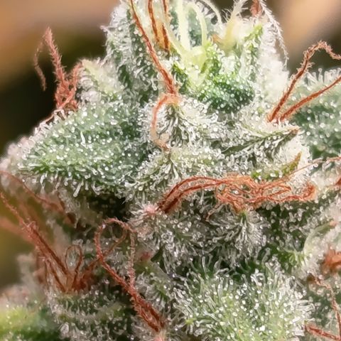 Fat Gorilla  growlog timeline photo