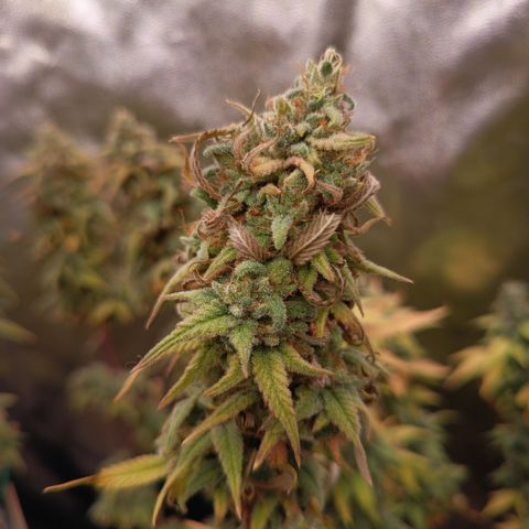 Pink Runtz  growlog timeline photo