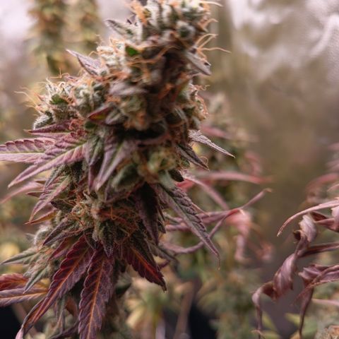 Green Gelato  growlog timeline photo