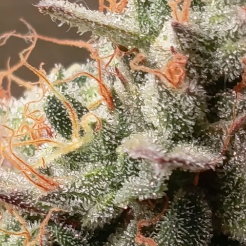 Green Gelato  growlog timeline photo