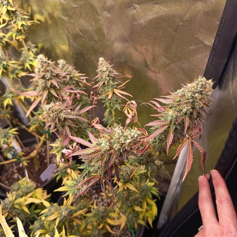 Green Gelato  growlog timeline photo