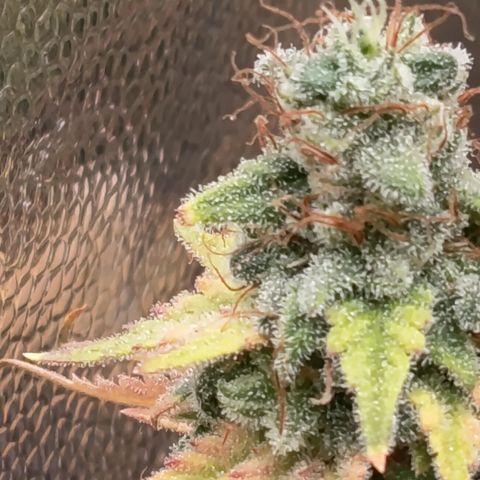 Fat Gorilla  growlog timeline photo
