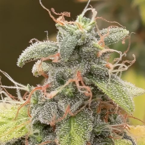 Sherbet Queen  growlog timeline photo