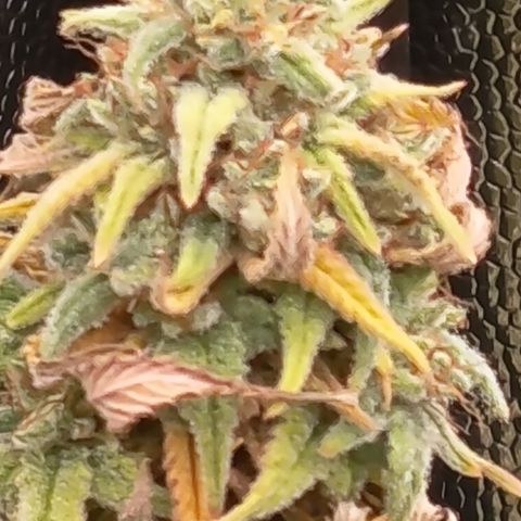 Pink Runtz  growlog timeline photo