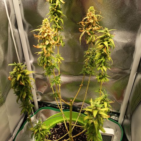 Royal Runtz  growlog timeline photo
