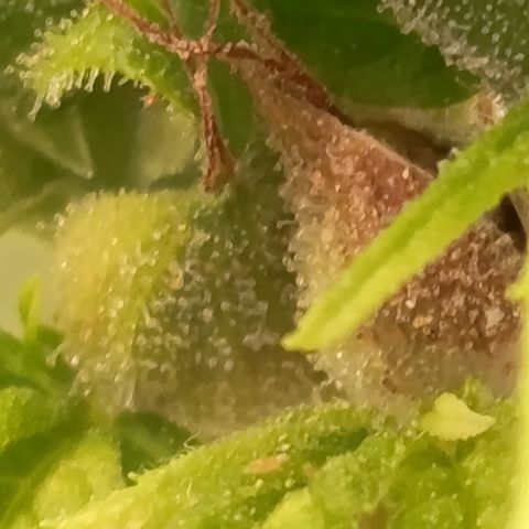 Royal Runtz  growlog timeline photo
