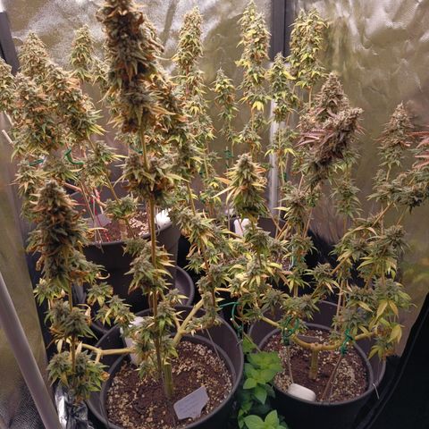 Fat Gorilla  growlog timeline photo