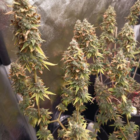 Fat Gorilla  growlog timeline photo