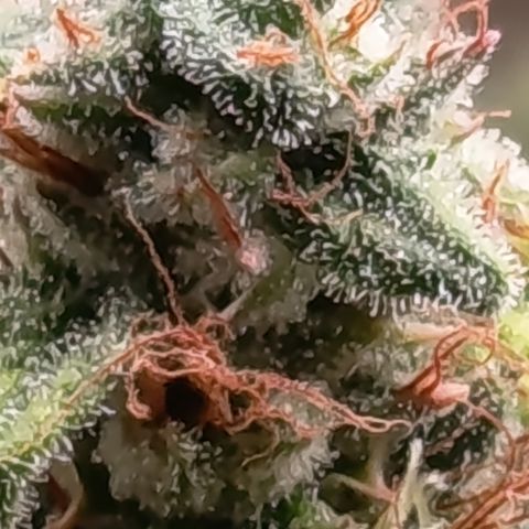 Fat Gorilla  growlog timeline photo