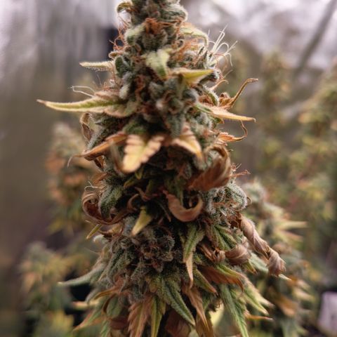 Fat Gorilla  growlog timeline photo