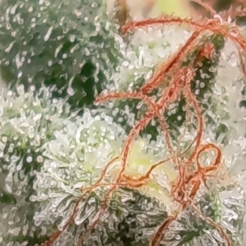 Fat Gorilla  growlog timeline photo