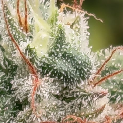 Fat Gorilla  growlog timeline photo