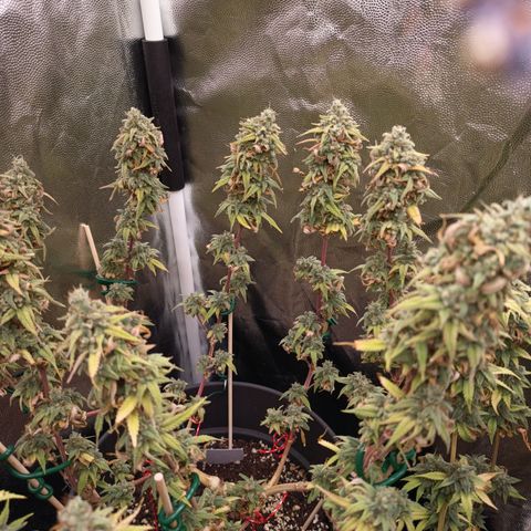 Pink Runtz  growlog timeline photo