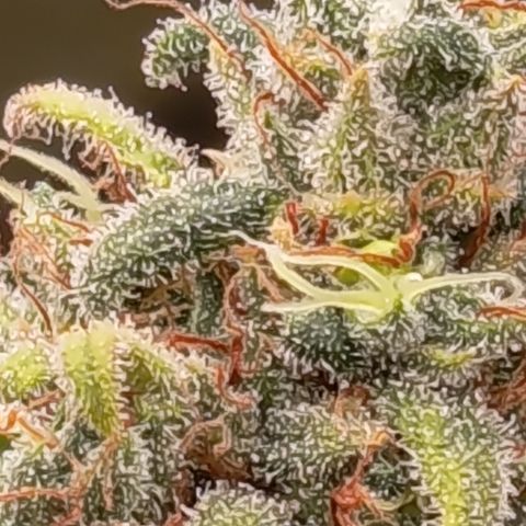 Pink Runtz  growlog timeline photo