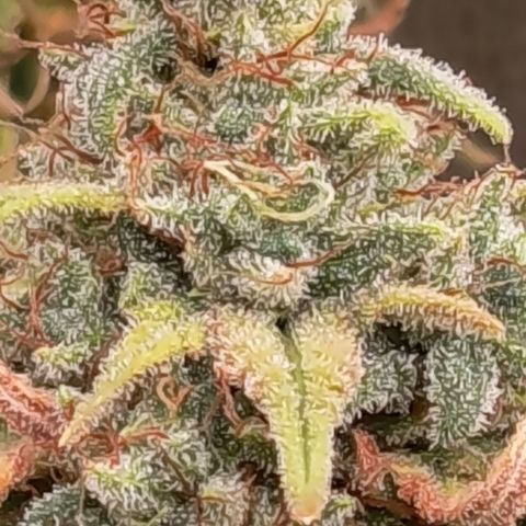Pink Runtz  growlog timeline photo