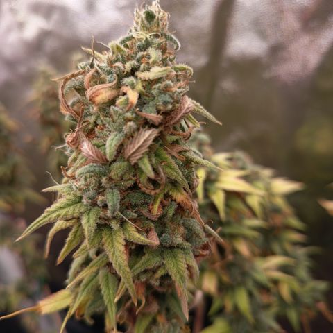 Pink Runtz  growlog timeline photo