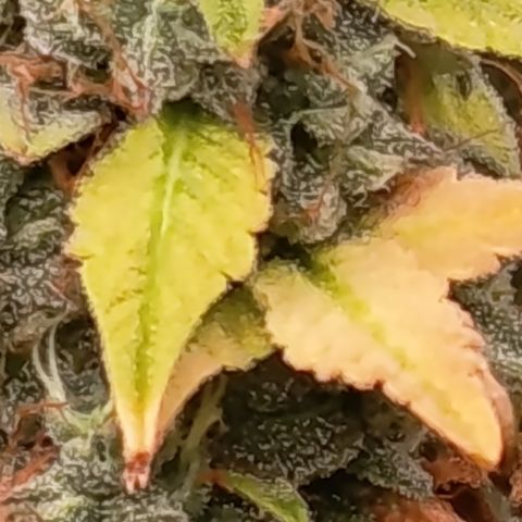 Sherbet Queen  growlog timeline photo