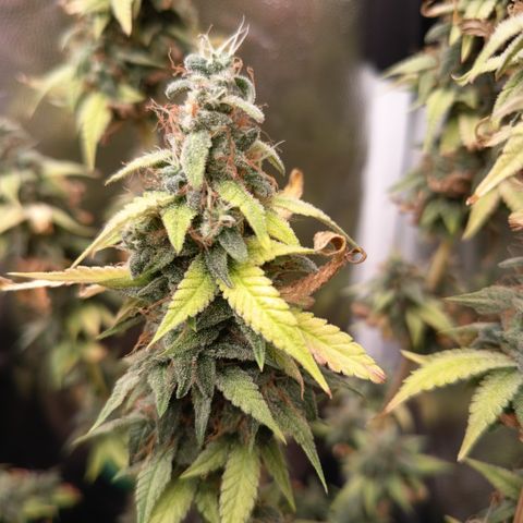 Sherbet Queen  growlog timeline photo