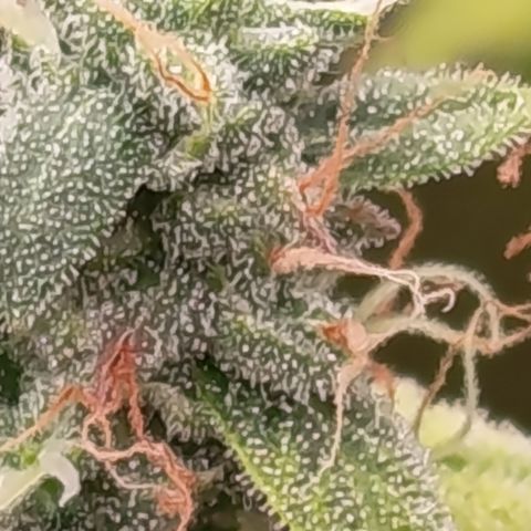 Sherbet Queen  growlog timeline photo