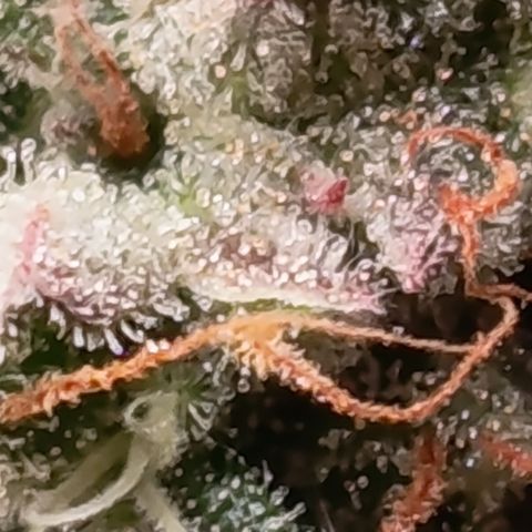 Green Gelato  growlog timeline photo