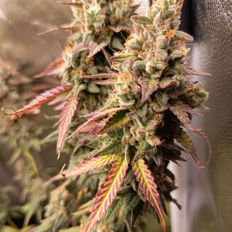 Green Gelato  growlog timeline photo