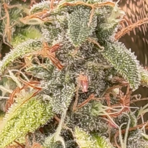 Sherbet Queen  growlog timeline photo