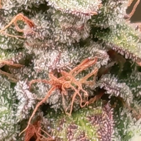 Green Gelato  growlog timeline photo