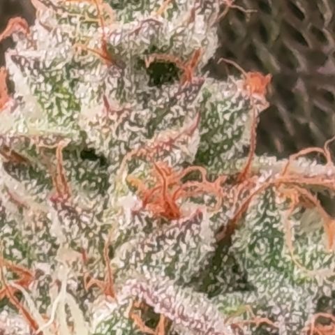 Green Gelato  growlog timeline photo