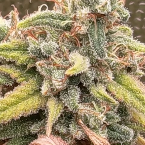 Pink Runtz  growlog timeline photo