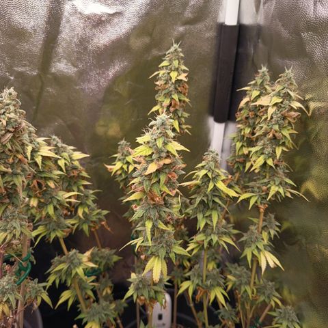 Sherbet Queen  growlog timeline photo