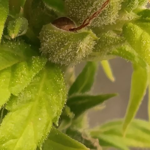Royal Runtz  growlog timeline photo