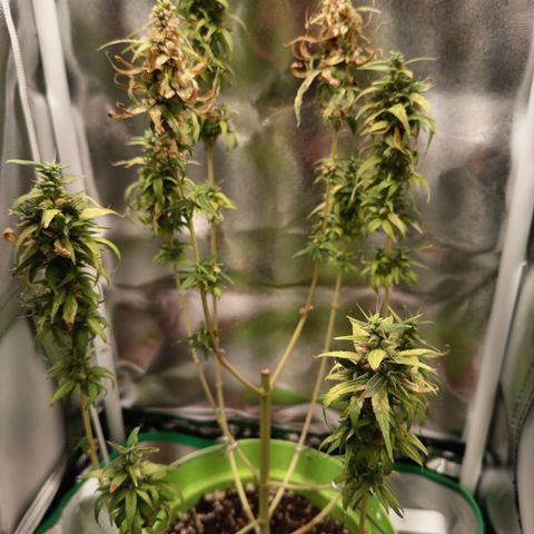 Royal Runtz  growlog timeline photo