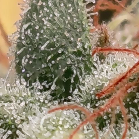 Fat Gorilla  growlog timeline photo