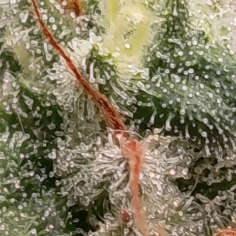 Fat Gorilla  growlog timeline photo