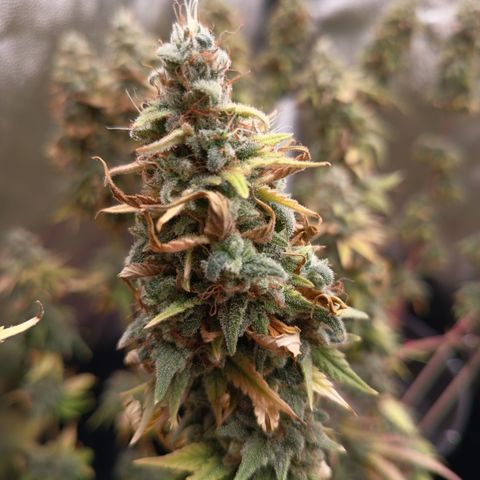 Fat Gorilla  growlog timeline photo