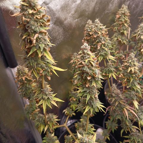 Fat Gorilla  growlog timeline photo