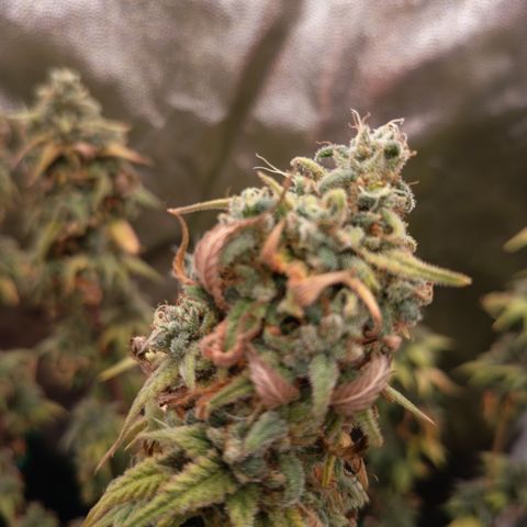 Pink Runtz  growlog timeline photo