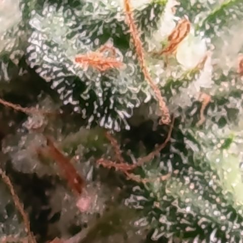 Fat Gorilla  growlog timeline photo