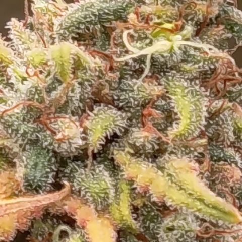 Pink Runtz  growlog timeline photo