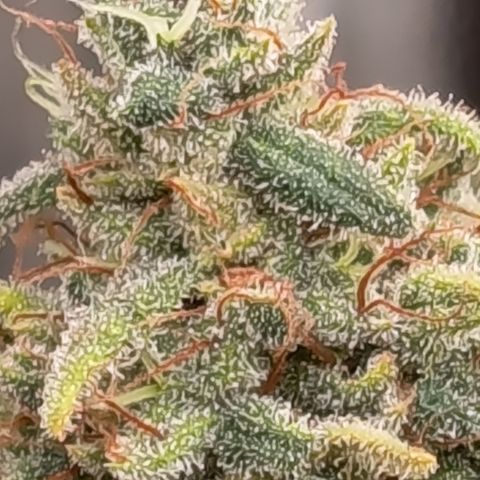 Pink Runtz  growlog timeline photo