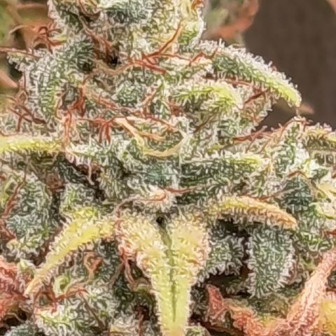 Pink Runtz  growlog timeline photo