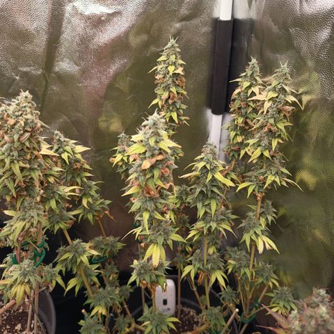 Sherbet Queen  growlog timeline photo