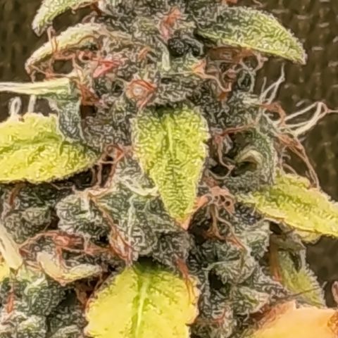 Sherbet Queen  growlog timeline photo